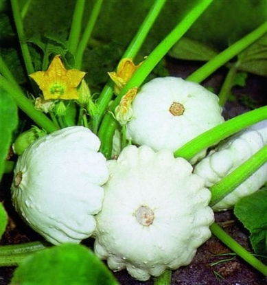 Picture of Squash Custard White Disco (Patty Pan Bush Type)